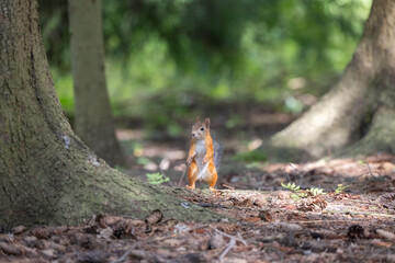 The red squirrel, sciurus vulgaris, in a public park in Finland.