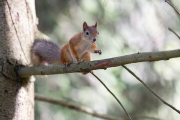 The red squirrel, sciurus vulgaris, in a public park in Finland.