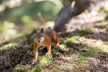 The red squirrel, sciurus vulgaris, in a public park in Finland.