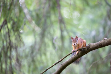The red squirrel, sciurus vulgaris, in a public park in Finland.