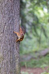 The red squirrel, sciurus vulgaris, in a public park in Finland.