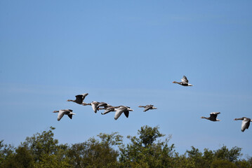 A group of Greylag geese, Anser Anser, flying over the trees on a clear day with blue sky. 