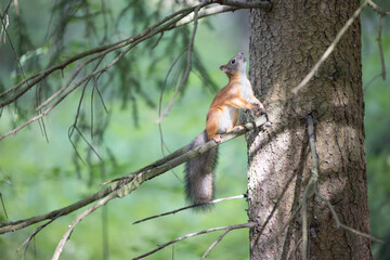 The red squirrel, sciurus vulgaris, in a public park in Finland.