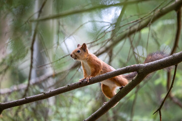 The red squirrel, sciurus vulgaris, in a public park in Finland.