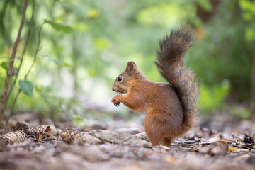 The red squirrel, sciurus vulgaris, in a public park in Finland.