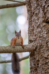 The red squirrel, sciurus vulgaris, in a public park in Finland.