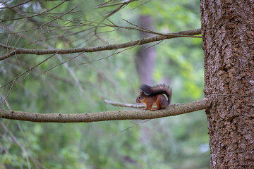 The red squirrel, sciurus vulgaris, in a public park in Finland.