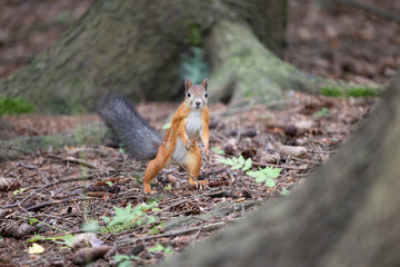 The red squirrel, sciurus vulgaris, in a public park in Finland.