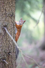 The red squirrel, sciurus vulgaris, in a public park in Finland.