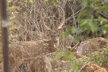 This serene photograph captures a group of Chital deer, also known as spotted deer, gathered in a dense forest. The deer's distinctive spotted coats blend beautifully with the lush green surroundings,