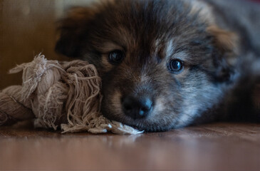 Portrait of a cute head of a dog lying on the floor
