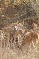 This serene photograph captures a group of Chital deer, also known as spotted deer, gathered in a dense forest. The deer's distinctive spotted coats blend beautifully with the lush green surroundings,
