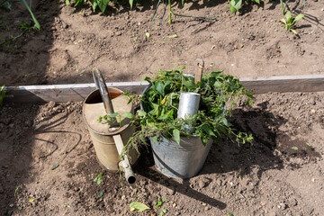 Watering can with fresh water and a bucket of nettle liquid manure, ready for natural fertilization...