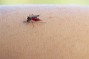 Mosquito feeding on human skin, with a focus on the insect's details.