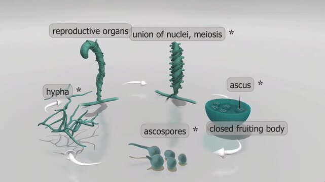 Sexual reproduction of penicillium fungi