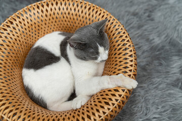 Cute gray and white cat lying, sleeping, playing in a yellow wicker basket on a shaggy mat carpet at home. Cat looking up and focusing  pet portrait, ownership, friendship concept
