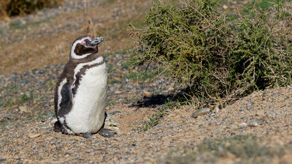 Magellanic penguin, Spheniscus magellanicus, in Peninsula Valdes (Chubut, Argentina)