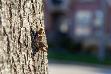 Close-up of fresh buds sprouting from a textured tree trunk symbolizing new growth and resilience...