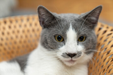 Cute gray and white cat lying, sleeping, playing in a yellow wicker basket on a shaggy mat carpet at home. Cat looking up and focusing  pet portrait, ownership, friendship concept
