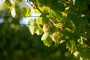 Ripe wine grapes hanging on vine in grape leaves. Close-up bunch of white green grape growing in vineyard. Autumn harvest of grapes. Grapes cultivation for the production of wine