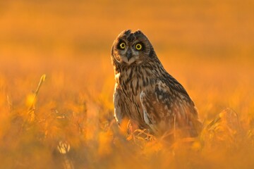 Short-eared owl Asio flammeus bird young northern long-eared owl feather sitting on branch dusty fluff wild nature lesser horned cat, beautiful animal, bird watching ornithology, fauna wildlife Europe