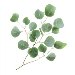 Green Eucalyptus Leaves Branch Isolated on White Background