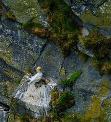 Obraz premium Gannet Colony on Rocky Cliffs