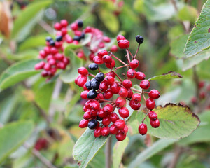 Berries ripen on viburnum whole-leaved (Viburnum lantana)