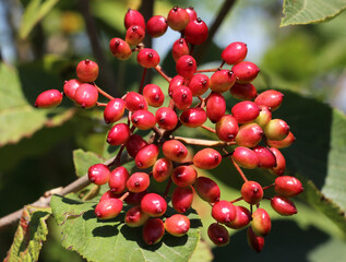 Berries ripen on viburnum whole-leaved (Viburnum lantana)