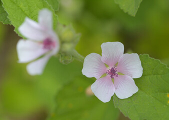 Obraz premium Beautiful close-up of althaea officinalis