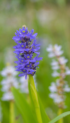 Beautiful close-up of pontederia cordata