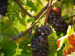 A big green locust grasshopper Phaneroptera nana on ripe wine grapes hanging on vine in grape...