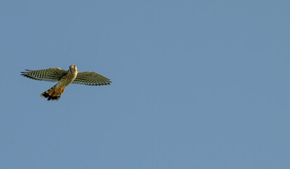 American kestrel in flight.