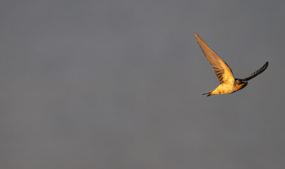 Barn swallow flying over a lake at sunset.