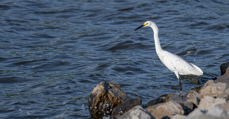 Snowy egret sprays water as it misses its meal in the lake.