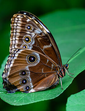 Blue Morpho (Morpho peleides) with Closed Wings