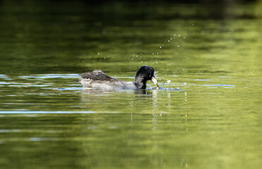 Coot splashing the water, coot eating algae in the pond, black water bird swimming in the lake, green pond water, coot in the sunshine