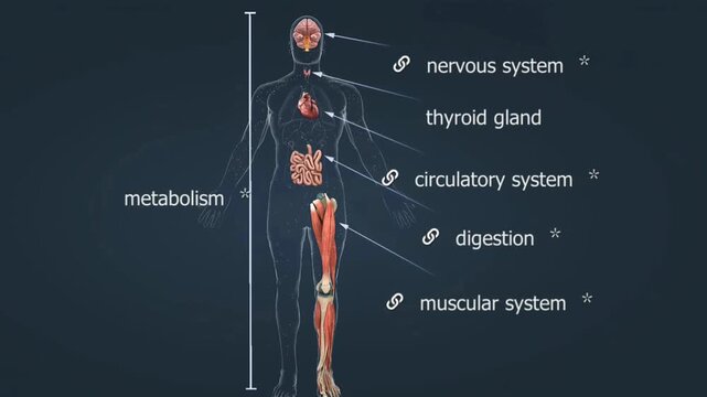 Thyroid gland
