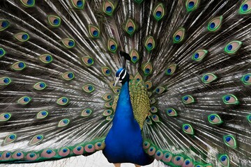 Obraz premium Congo Peafowl Bird with Open Fan Tail, Realistic Photo, Wallpaper, Cover and Screen for Smartphone, Cell Phone, Computer, Laptop