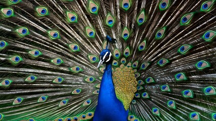 Obraz premium Congo Peafowl Bird with Open Fan Tail, Realistic Photo, Wallpaper, Cover and Screen for Smartphone, Cell Phone, Computer, Laptop