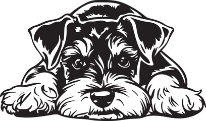 Miniature Schnauzer Lying Down Stylized Vector Illustration