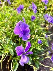 Viola cornuta. a herbaceous perennial plant with delicate purple flowers in a summer garden. Flower background