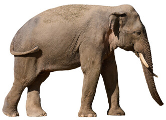 Adult elephant with tusks on isolated background, animal walking