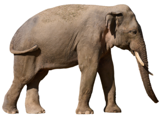 Adult elephant with tusks on isolated background, animal walking