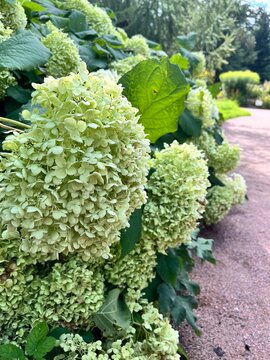 Blooming Hydrangea arborescens Annabelle with green globular inflorescences, bent flowers on the garden path on a summer day.Floral background