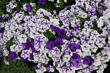 a vibrant cluster of petunias in full bloom