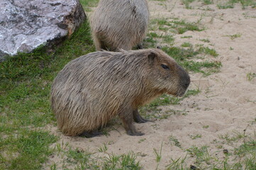 kapibara