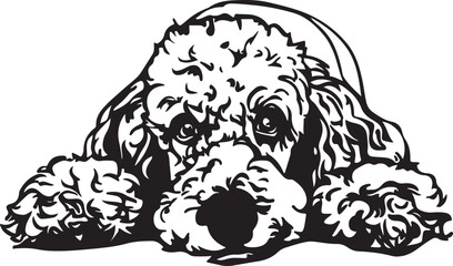 Poodle Dog Lying Down Stylized Vector