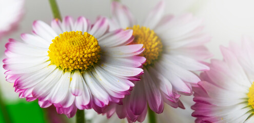 Beautiful white and yellow daisy flowers close up