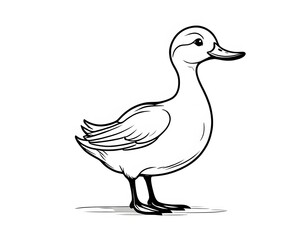 Obraz premium Drawing of a cute duck to color.